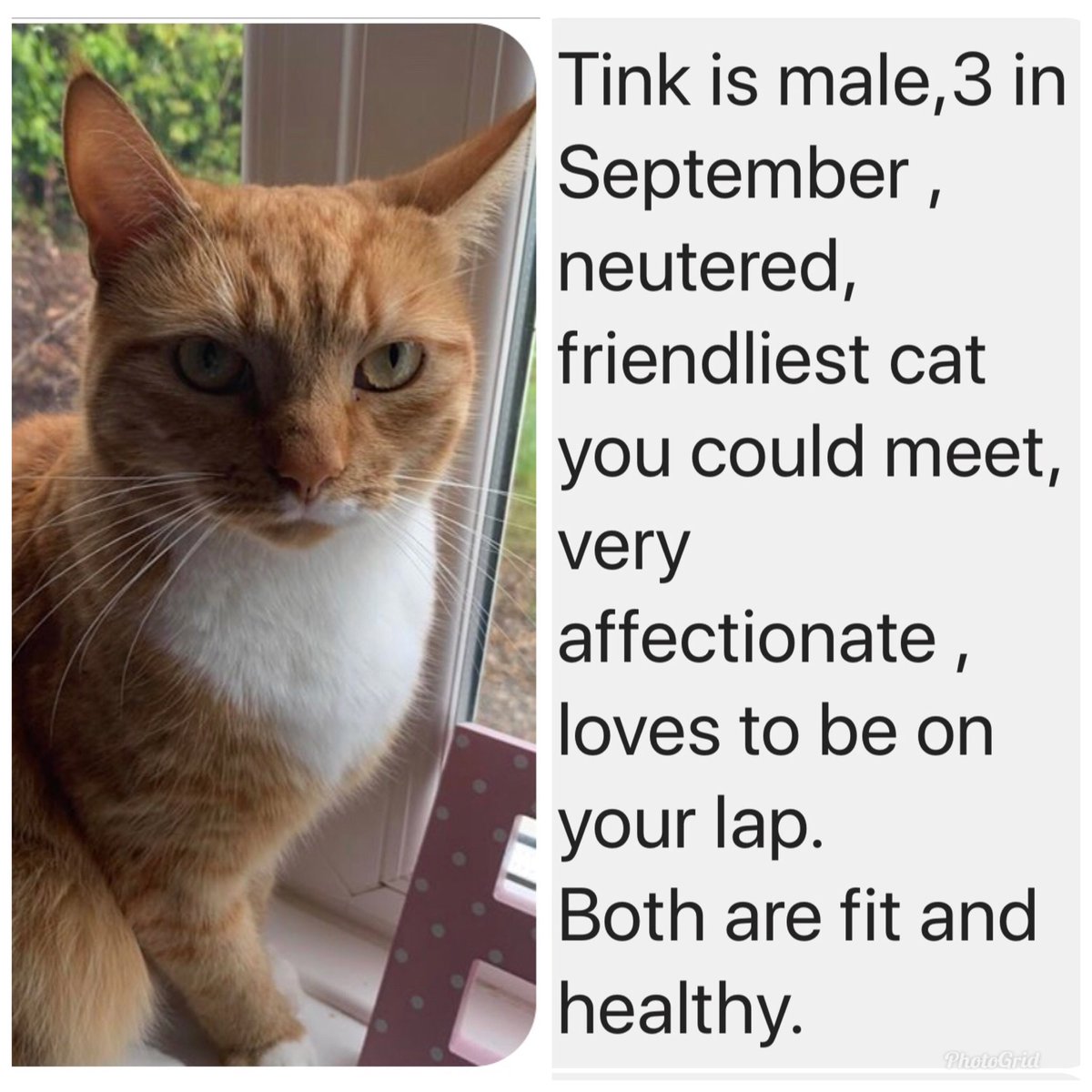 Sadly owner of these two lovely cats needs to find them a new home. #cats #catsneedinghomes