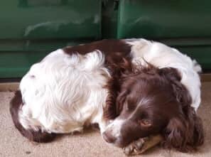 rosiedoc666's tweet photo. #spanieltheftawareness DOG OF THE WEEK....TINK 😓 #englishspringerspaniel MISSING since 17/5 from near the old #railwaybridge at the #Icomb junction between #Stow & #Bledington spotted 21st...very rural area, locals helping ❤️ pls RT ty xx
https://t.co/cUSrWZKypm… https://t.co/RgZvmnzeho