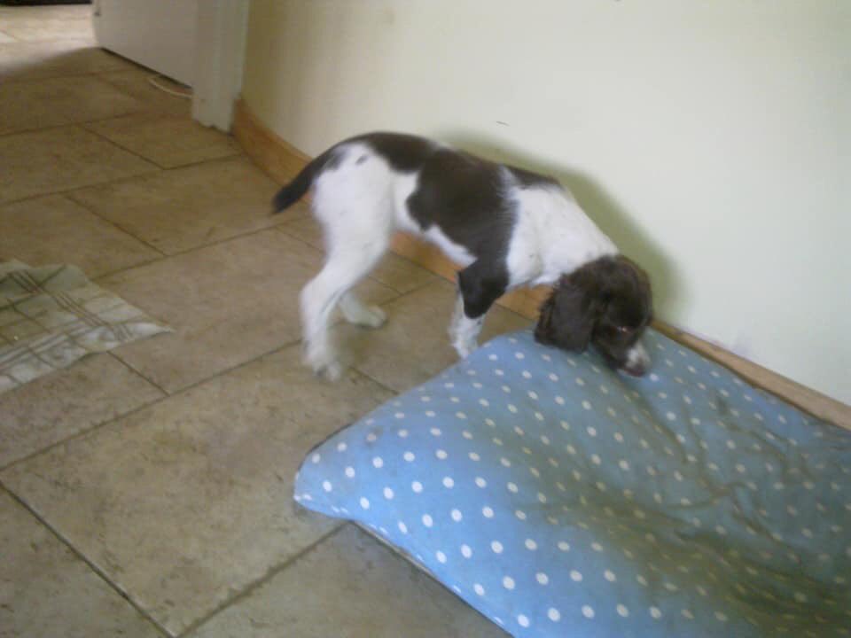 rosiedoc666's tweet photo. #spanieltheftawareness DOG OF THE WEEK....TINK 😓 #englishspringerspaniel MISSING since 17/5 from near the old #railwaybridge at the #Icomb junction between #Stow & #Bledington spotted 21st...very rural area, locals helping ❤️ pls RT ty xx
https://t.co/cUSrWZKypm… https://t.co/RgZvmnzeho