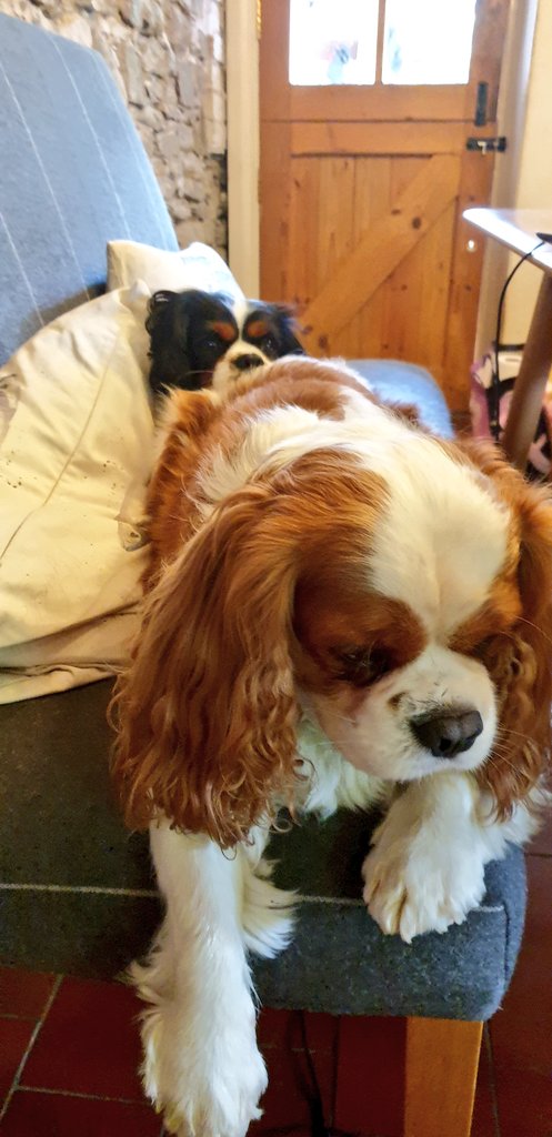 #HappyFriday from #theteacake 🐕 and #duchy 🐕 We are cosy in the kitchen supervising Daddy! #dogsoftwitter #dogs #doglovers #cavalierkingcharlesspaniel #cavpack