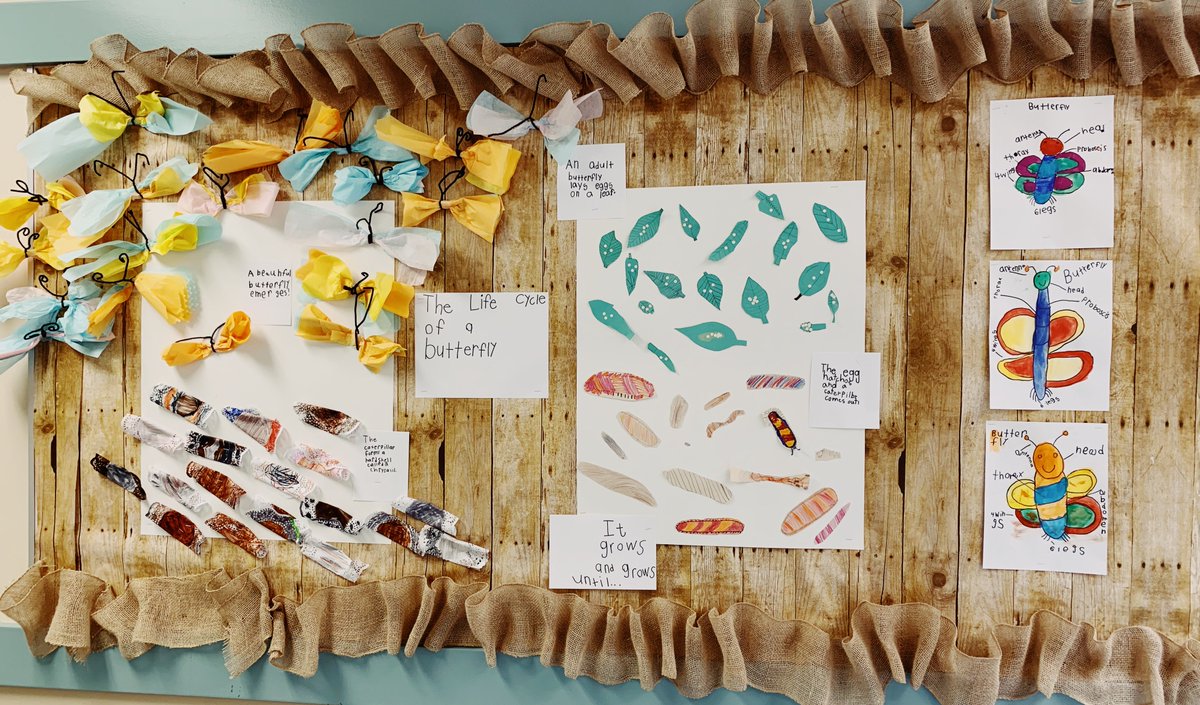 SamanthaSimard1's tweet photo. Watching our caterpillars grow each day is so exciting!  The kids worked carefully on our collaborative life cycle art. https://t.co/BL8LWxczAL