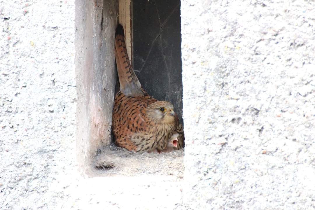 Maman faucon qui couve bébé faucon 😭❤️
<a href="/LPOFrance/">LPO France</a> #lpophotos #fauconcrecerelle #Lorraine
