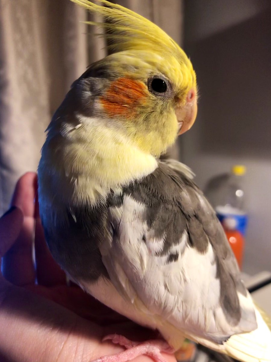 BombiTiel's tweet photo. Sorry for being inactive lately, mom is quite busy these days, she doesn't tweet for us 😕#UselessHuman
Otherwise we're ok, we miss all our twitter frens 💕 - Bombi & Peachy https://t.co/xI7GpOyqkC