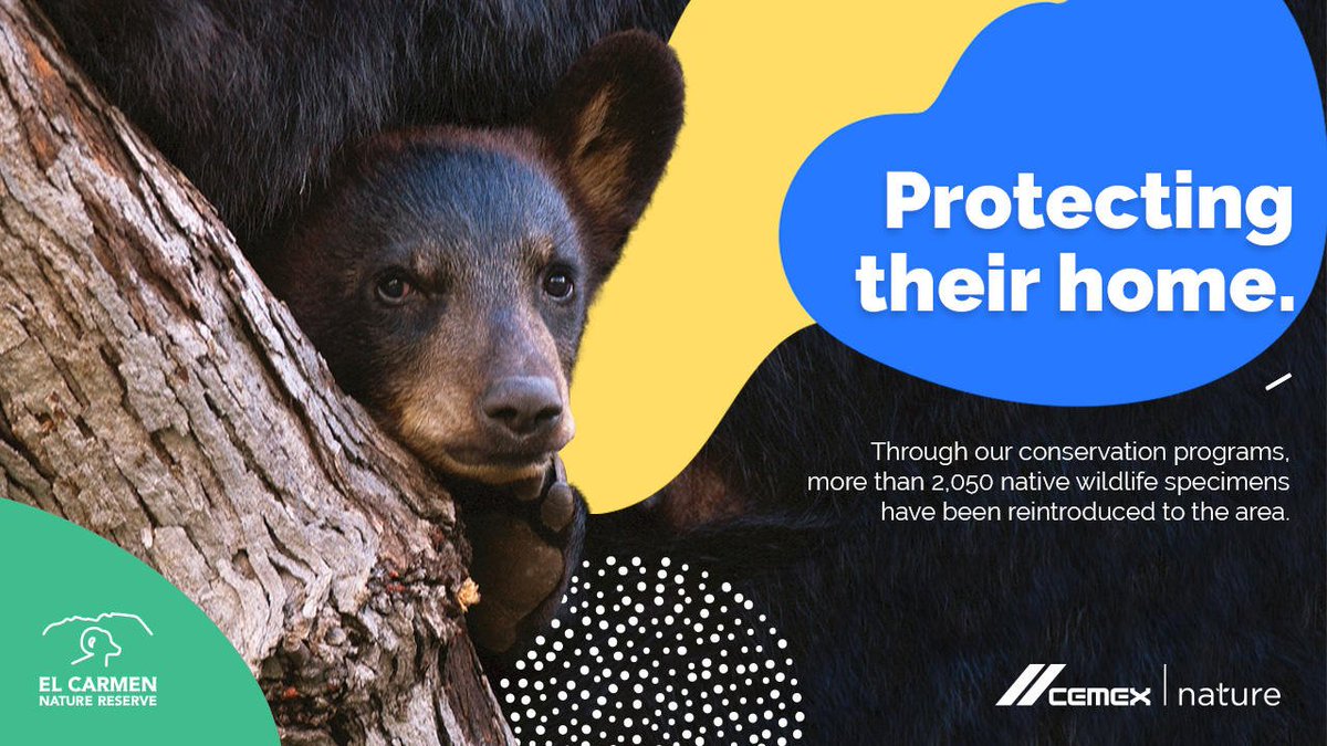 Loss of habitat, disease, and unregulated hunting pushed many species away from their historic spaces. Our experts at El Carmen are continually working to bring them back home. cemexnature.com/el-carmen/