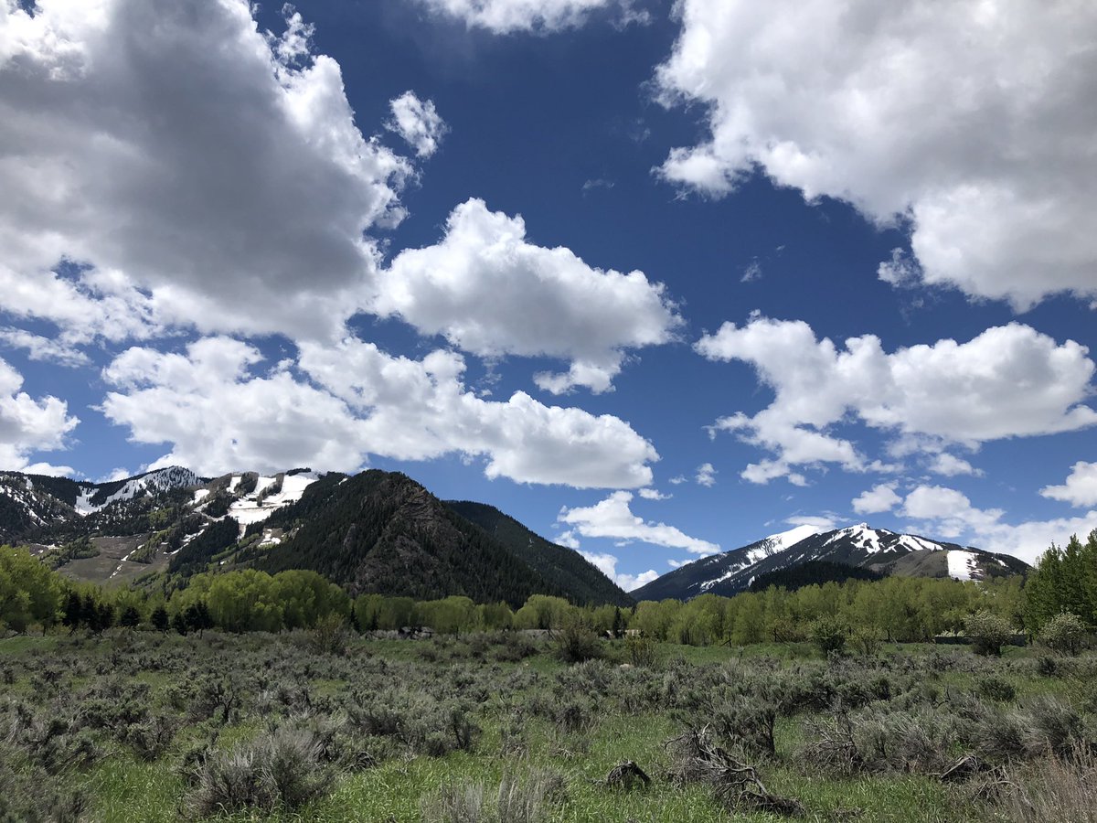 A grassy shrub-covered field with green trees in the distance and snow-capped mountains behind, with white clouds in a bright blue sky