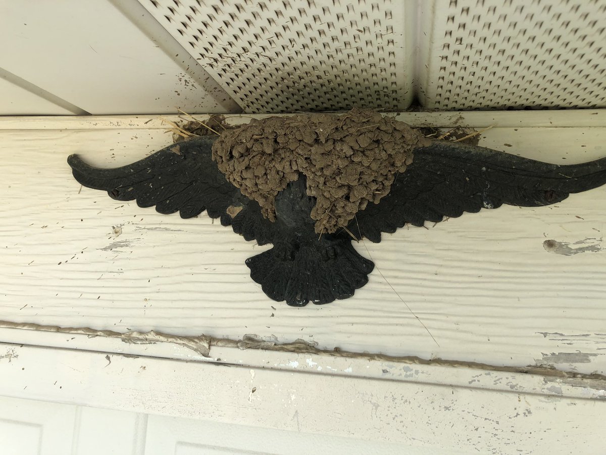 Barnswallow Hashtag On Twitter