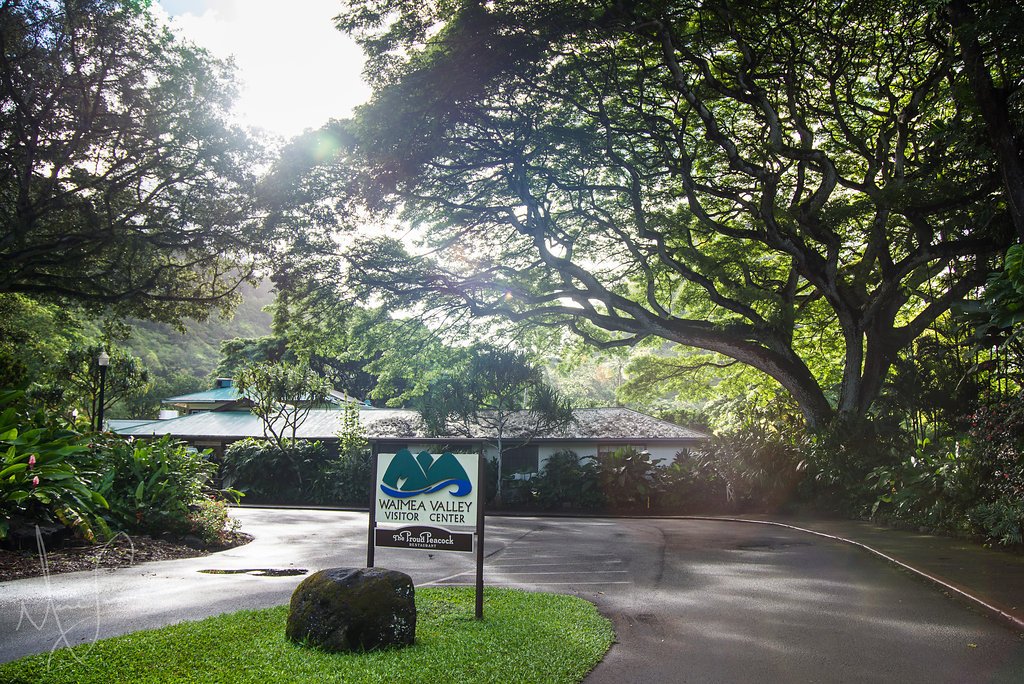 WaimeaValley's tweet photo. Tomorrow June 1st @waimeavalleyoahu summer hours start. Open from 9am to 5:30pm. Learn about all the fun stuff we have going on this summer at https://t.co/9sJAHGwPeH or call 808-638-7766 @sunnphotography #summerfun #hawaii #thingstodoinOahu #waterfall #botanicalgarden https://t.co/jXuIPTpZtU