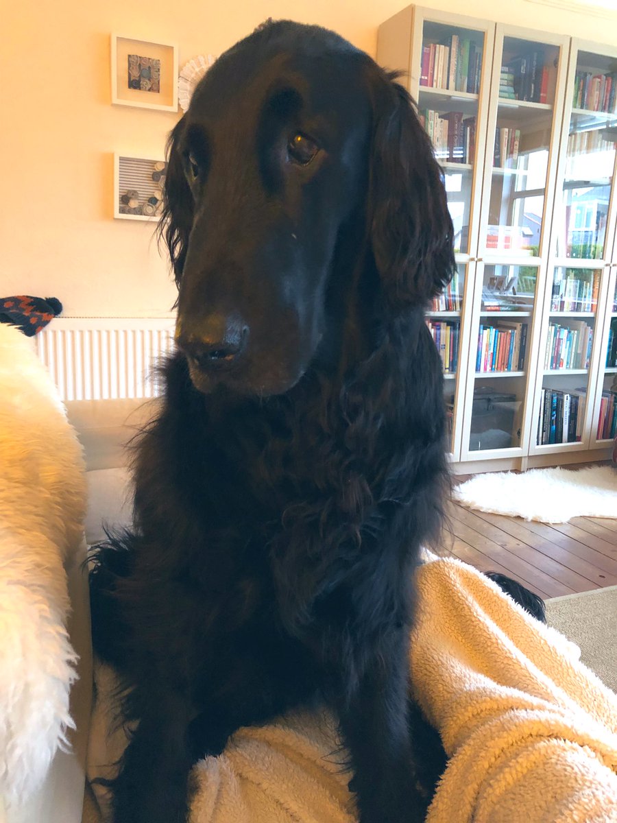 betamother's tweet image. The dog’s just opened a cupboard door, found an open pack of dentastix, pulled one out &amp;amp; instead of scoffing it, walked through to me in another room, plonked it on my knee and sat down, searching me with his eyes and soul to see if he’s allowed it. He is too pure for this world.