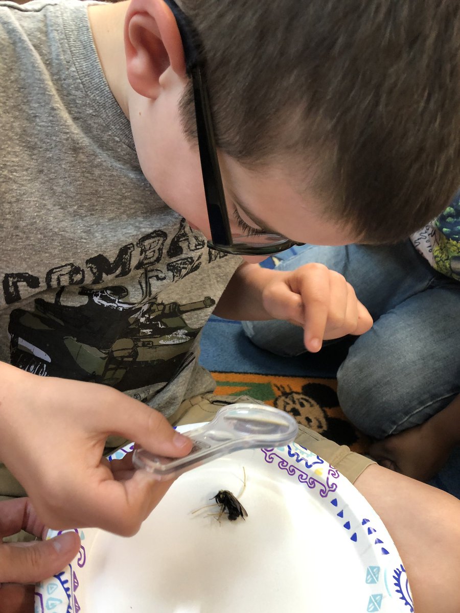 amy_kosowski's tweet photo. Exploring a bumblebee. 🐝 #insectunit https://t.co/D4l8RafWmV