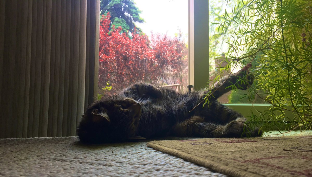 TboneThePhatCat's tweet photo. Lazy summer dayz 😸 https://t.co/YzaEuXyqiA