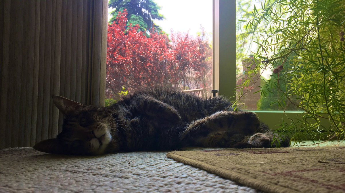 TboneThePhatCat's tweet photo. Lazy summer dayz 😸 https://t.co/YzaEuXyqiA