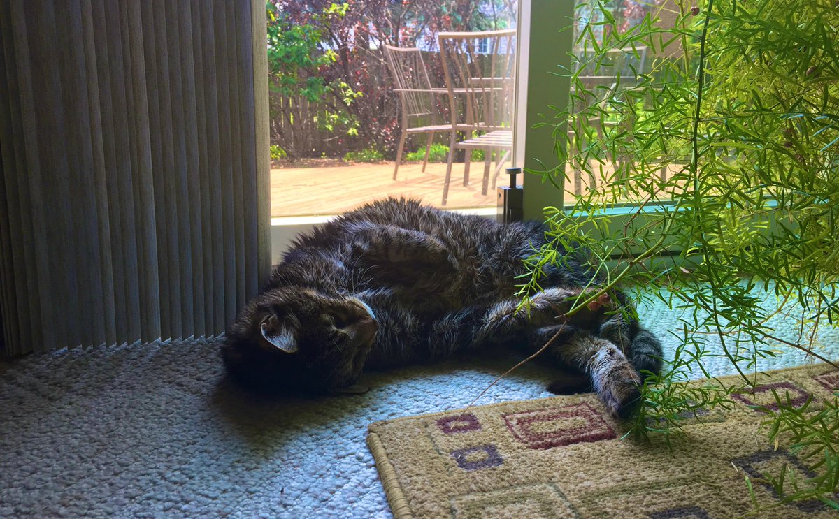 TboneThePhatCat's tweet photo. Lazy summer dayz 😸 https://t.co/YzaEuXyqiA