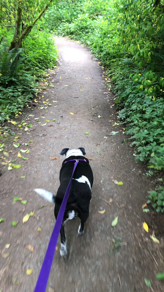 Zyxies's tweet photo. Hiking with the dog. Let’s get it https://t.co/ga4AckKBKl