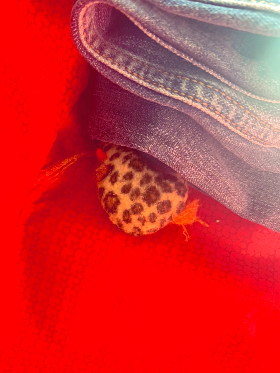 EscapedHere's tweet photo. Scout is far more intelligent than I realised. When my back was turned, she packed mousie #imcomingtoo https://t.co/1bGjI6ADzB