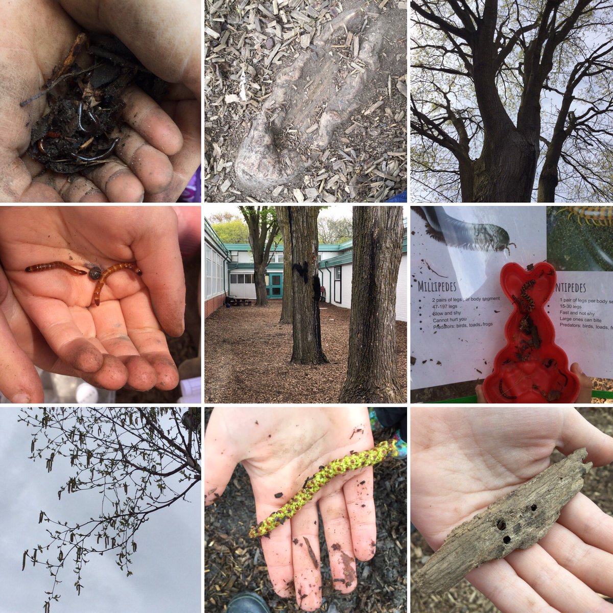 Our worm inquiry has expanded into an inquiry into all living things in the courtyard. We look up, down & in the ground, making observations and asking questions. Painting & Sharing Circles are helping us build our knowledge & understanding. @pcpsyr @InspireOutside @YRDSBGetOut