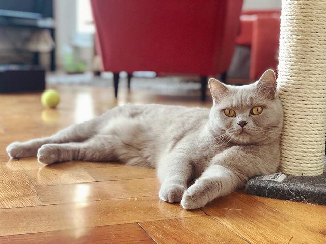 To all of my #furriends 🐾 have a great weekend 💕 and enjoy the time with your humans 😽💋
.
.
.
.
#weekend #freitag #fridaycat #bsh #bkhkatze #kratzbaum #wohnung #wiesbadencity #kranzplatzfest #catmyboss #cutecatclub #catsagram #picofday #catpicoftheday #petfluencer #germa…