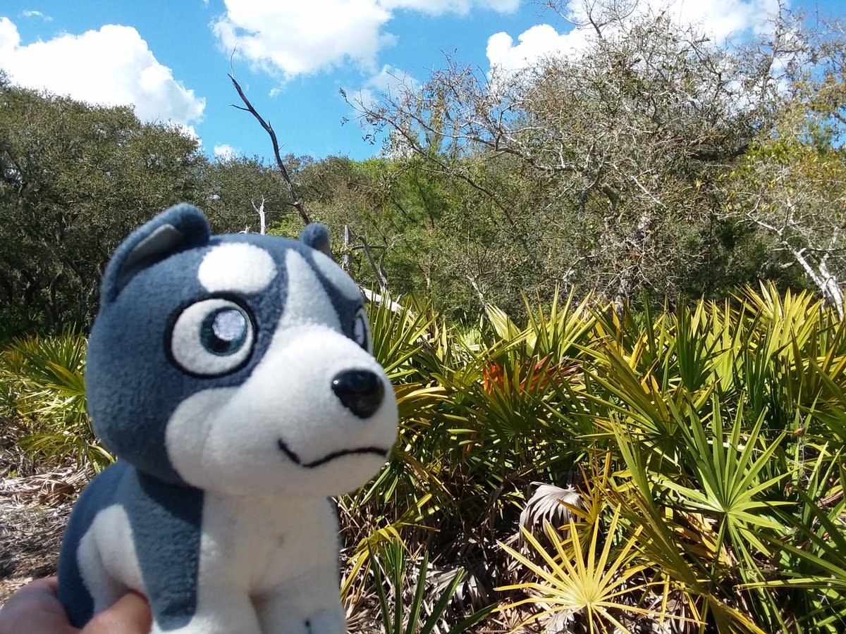 DunkinTheWolf's tweet photo. Fun Summer Adventures Await!
#gingaplush #GDW #Ginga #Plush #Plushadventures https://t.co/tsPi4vUMxR