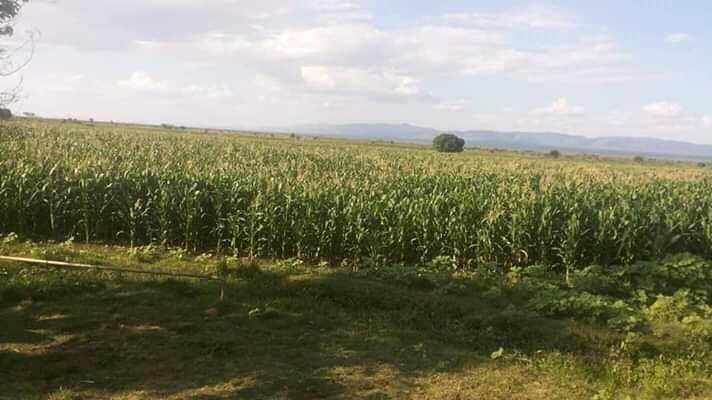 SamuelBaraza7's tweet photo. Road towards food security...
They call it West Pokot, I call it HOME. @weromeghat @KasheusheuOzil @pkyach_sarah @citizentvkenya @KTNKenya @Johnlonyangapuo @WPCGovernment 
#THEBIGSTORY
#TheLandOfHiddenTreasures
#TTTT 
#Big4Agenda https://t.co/gxR30fAPwh