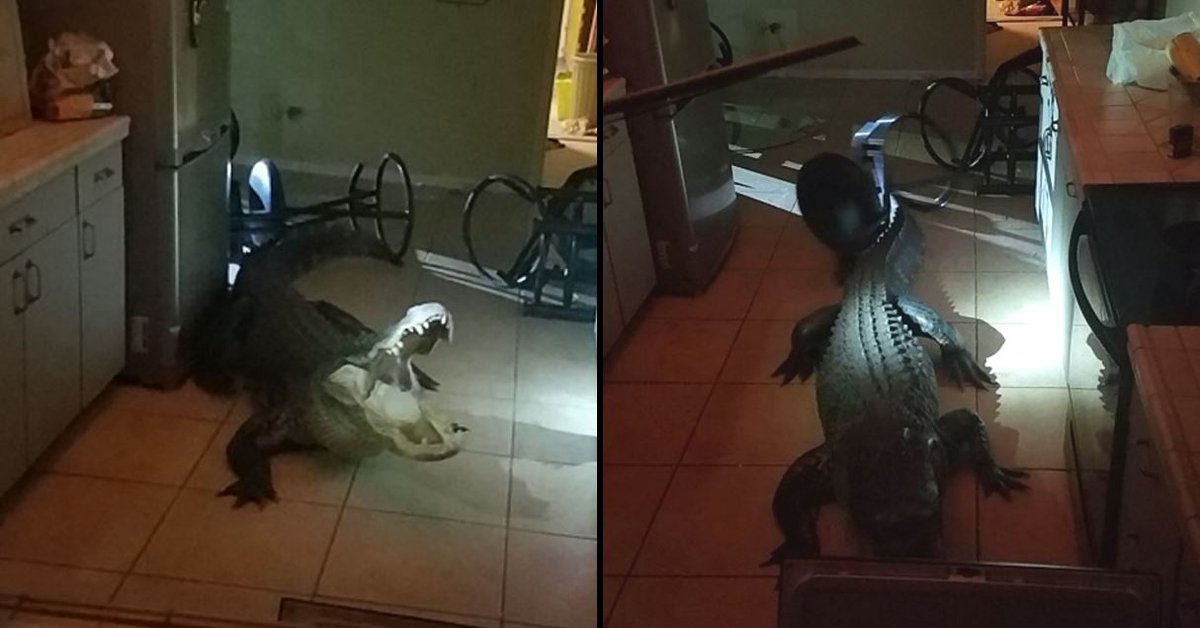 ladbible's tweet photo. 11-foot alligator breaks into woman's home and breaks her bottles of wine.
https://t.co/QKMYSJo4EF https://t.co/KKHiyMptzC