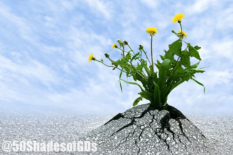 50ShadesofGDs's tweet photo. NEW EPISODE! smart communities, corps & orgs are planning for the future & the impacts of #climatechange ** https://t.co/kCRsWfZLPO ** gr8 show w/ @AndrewWinston @DaynaReggero + #podcast #itunes #applepodcasts #spotify #greendivas #resilience #climatehope #climatecrisis https://t.co/51Akpuwkjo