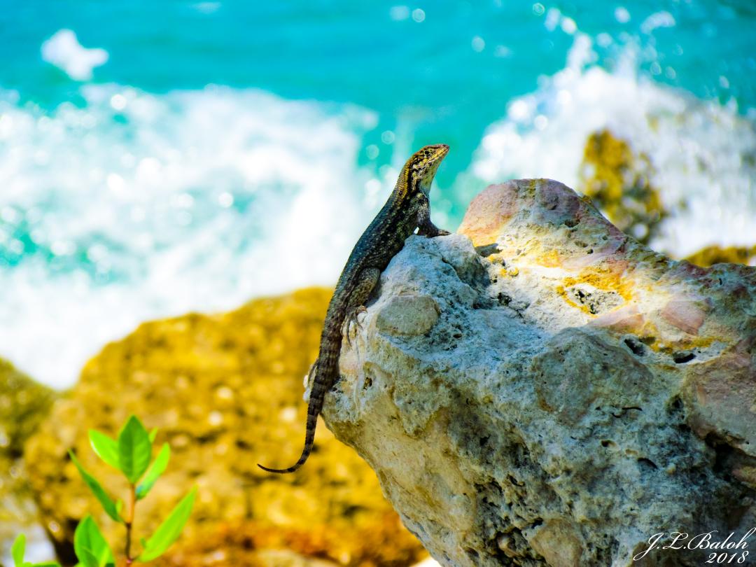 AbstractBodyArt's tweet photo. #MiamiBeach #Lizard #Wildlife #Photography #Art #Miami #Florida. #FollowMe on #Twitter #Facebook #Instagram and #YouTube #AbstractBodyArt #IFollowBack. #ThankYou. https://t.co/eE3LRbJMPO