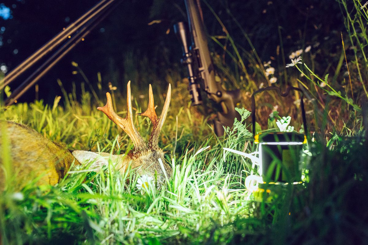 VikingArmsLtd's tweet photo. Last Light? No problem!🌿🦌🌙
#Robuck #DeerStalking #Streamlight #SuperSiege #LED #VIKING https://t.co/dM7H693HB8
