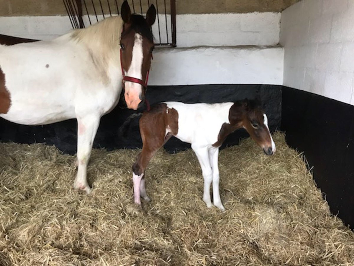 A very Cute latest addition to the Reybridge team