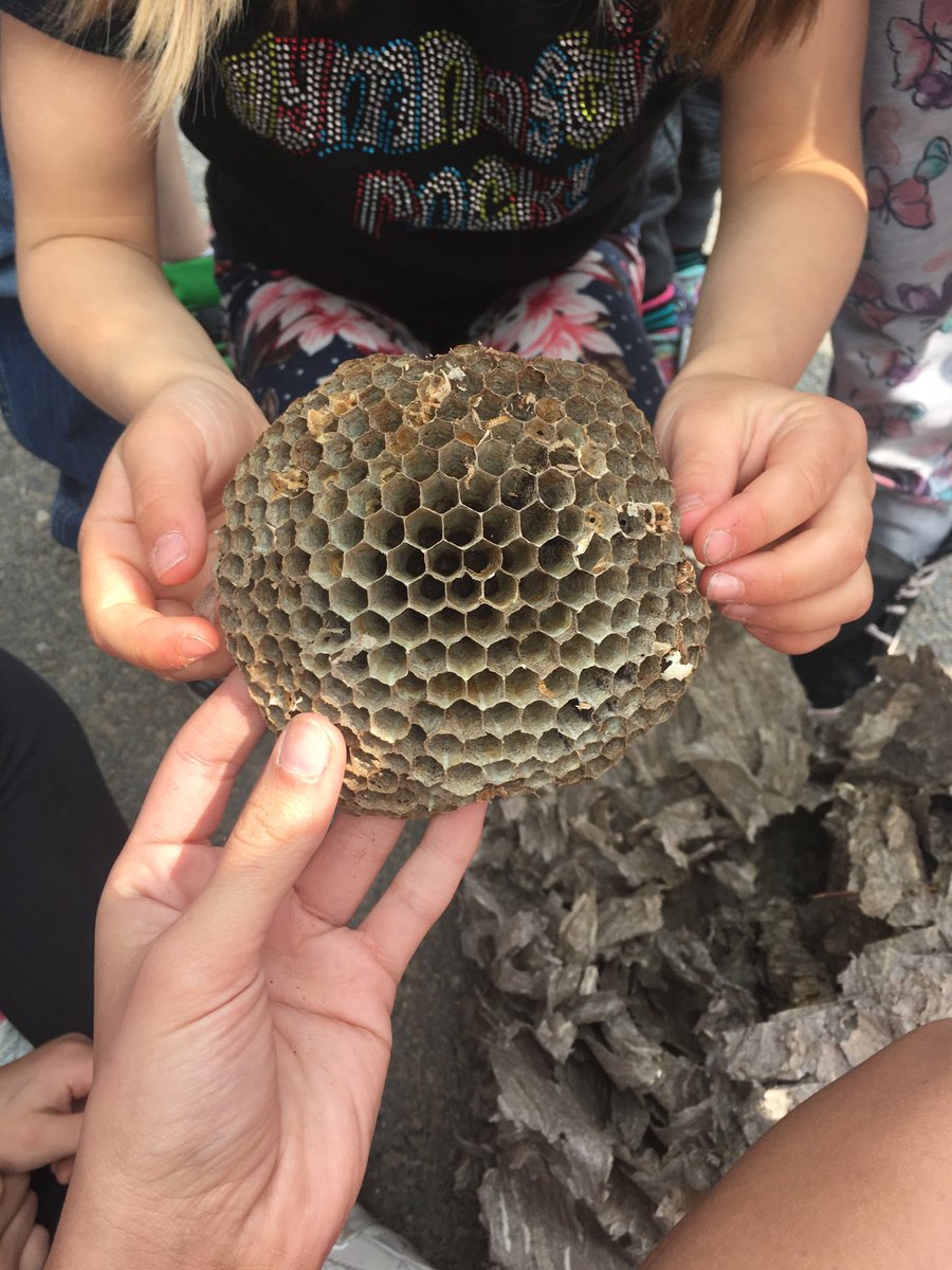 GomesMme's tweet photo. Thank you to the Maddens for bringing in this amazing exploration opportunity! We think it may be a beehive. We asked lots of questions and made a lot of hypotheses while playing with this. A fun day! @RoyalRoadElem https://t.co/HmCnF0JO2N