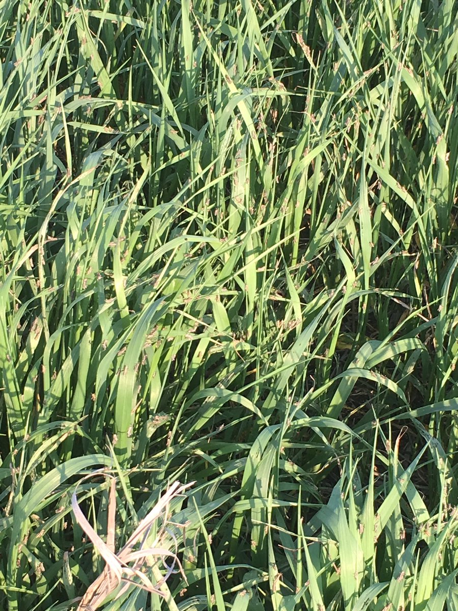 antara_nic's tweet photo. With the previous dry years grasshopper nymphs are ready to start chewing. So far only seeing them in the ditches @antaraag https://t.co/ZepaSv97Rv
