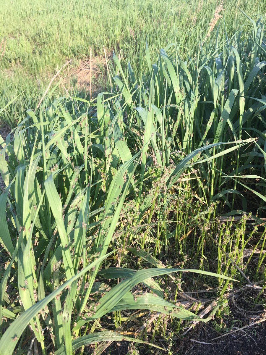 antara_nic's tweet photo. With the previous dry years grasshopper nymphs are ready to start chewing. So far only seeing them in the ditches @antaraag https://t.co/ZepaSv97Rv