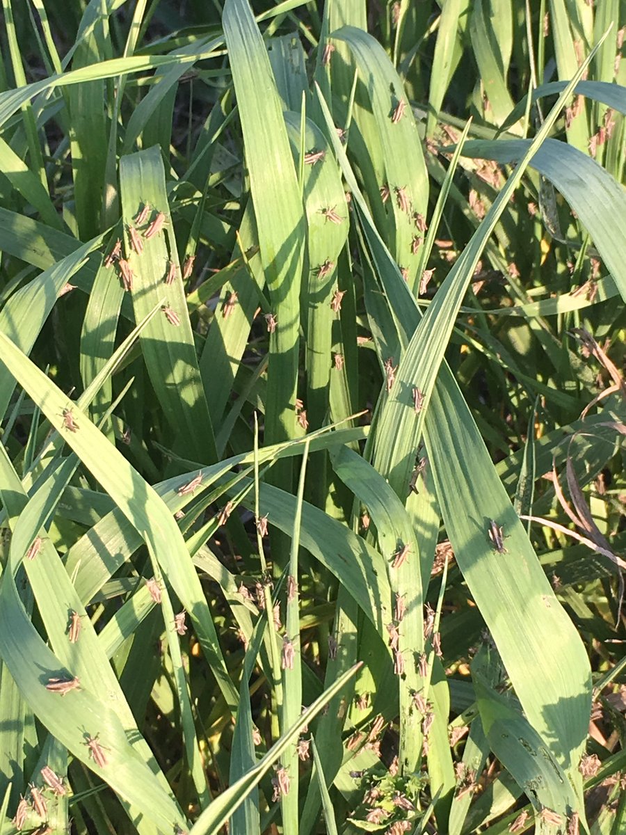 antara_nic's tweet photo. With the previous dry years grasshopper nymphs are ready to start chewing. So far only seeing them in the ditches @antaraag https://t.co/ZepaSv97Rv
