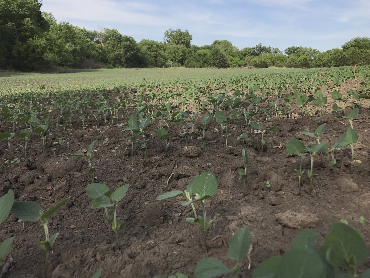 BEOUTDOORScom's tweet image. It’s been a tough go in Kansas for planting this spring. Hopefully everyone finds a dry window to get to the finish line.
#Wetspring #Foodplots #Agriculture #TooWet