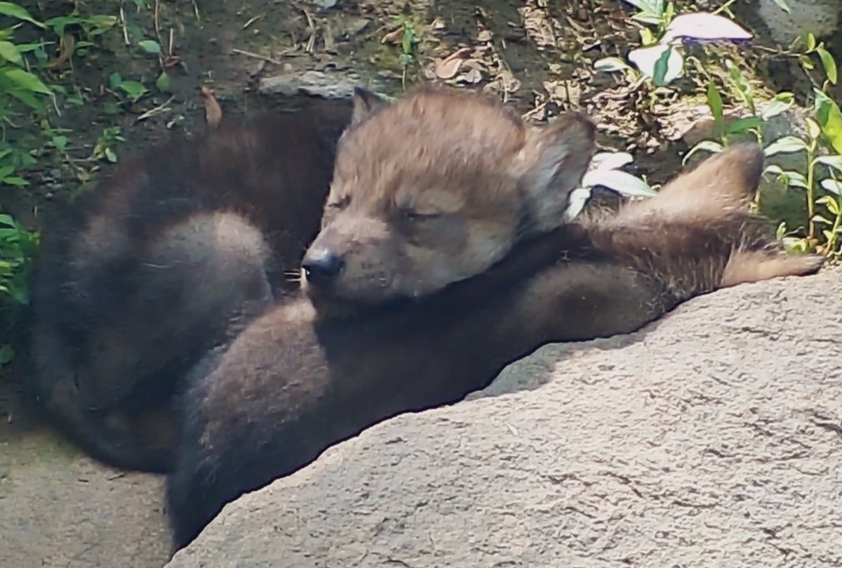 savethe_wolf's tweet photo. Chill like a wolf pup 🐺
Get cozy with the 1-month-old Mexican gray wolf pups right now via live webcams:  https://t.co/oUQ7J3F7Lc #savethelobo https://t.co/Pobxx94ine https://t.co/1nKj4w6GHQ