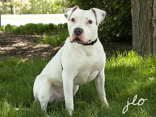 NEHumaneSociety's tweet photo. Stoney is happy that today is Friday but he's hoping that he'll get adopted so that he doesn't have to spend the weekend at the shelter. Can you come give him a visit? He would really appreciate it. ❤️ https://t.co/NQRIECdUTU