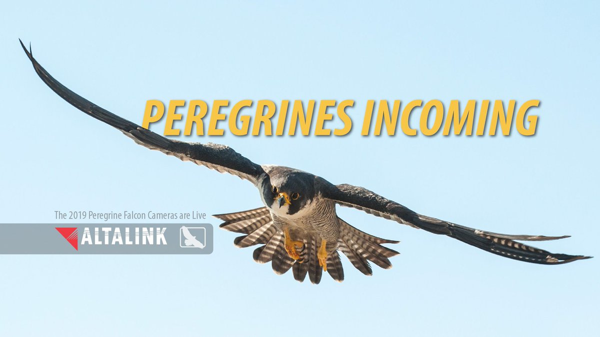AlbertaEcotrust's tweet photo. "Peregrine falcons are considered a species at risk &amp; the Alberta government estimates there are 50-60 breeding pairs in the province. You can check out the #peregrinefalcon cameras at https://t.co/4479NzaHrm &amp; search for peregrine cameras."

Read here: https://t.co/4QWop3YKKz https://t.co/frO2Iknv2u