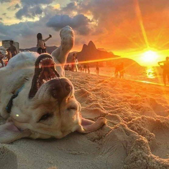 cuteanimalsdayx's tweet photo. The most beautiful photo you're going to see today!
#petsmart #petsofinstagram https://t.co/CDxLd05Vta