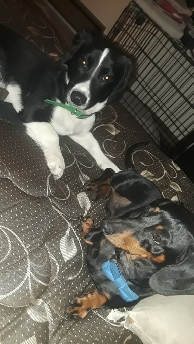 Even my dogs think your pathetic  #findom #FEMDOM #cuckold #paypig #finsub #humanatm #cashslave  @ElitePromoFeet<a href="/tag/findom"class="tags">#findom</a><a href="/tag/femdom"class="tags">#FEMDOM</a><a href="/tag/cuckold"class="tags"><span>#cuckold</span></a><a href="/tag/paypig"class="tags"><span>#paypig</span></a><a href="/tag/humanatm"class="tags"><span>#humanatm</span></a><a href="/tag/cashslave"class="tags"><span>#cashslave</span></a><a href="/tag/finsub"class="tags"><span>#finsub</span></a>