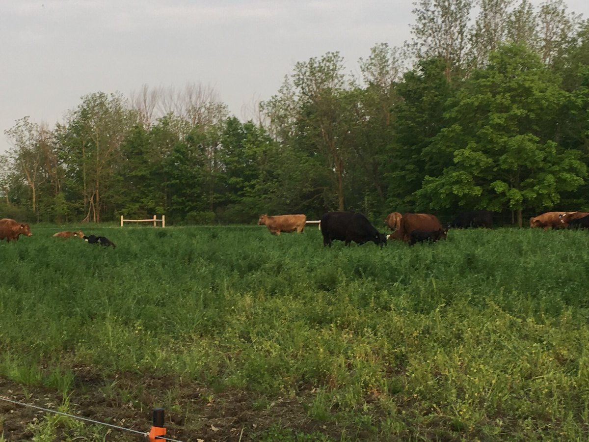 First day in the new pasture !