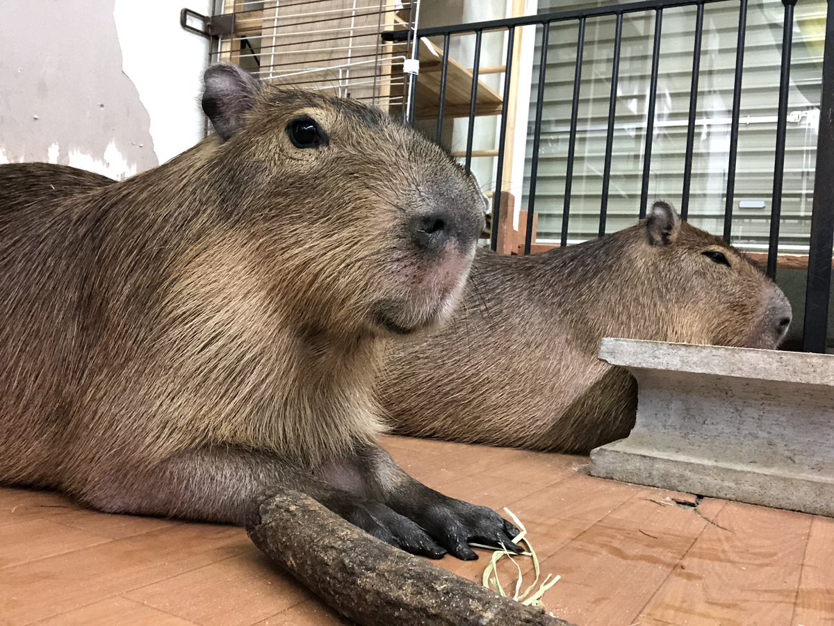動物園に行こう Twitter Search