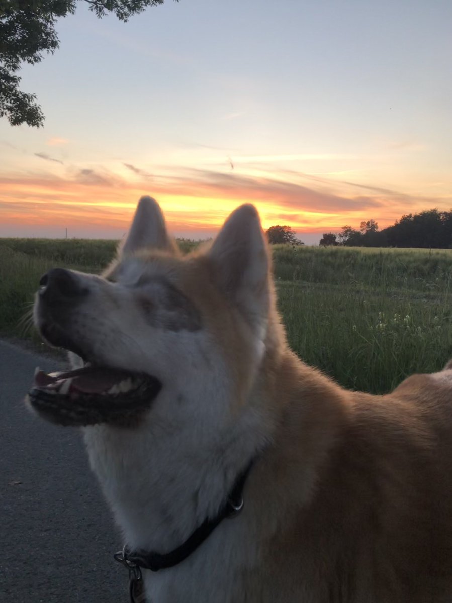 Paco_Bealy_Jane's tweet photo. Abendliche Gassirunde..Romantik und Love is in the air ๐
#PacoUndBealy meets #Spenc ๐ถ https://t.co/zKiXrkXSoR
