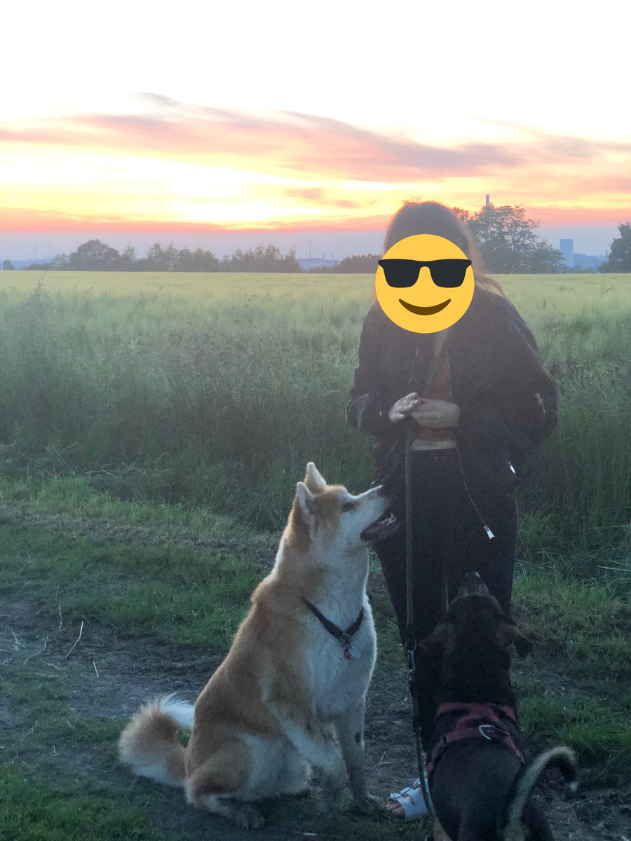 Paco_Bealy_Jane's tweet photo. Abendliche Gassirunde..Romantik und Love is in the air ๐
#PacoUndBealy meets #Spenc ๐ถ https://t.co/zKiXrkXSoR