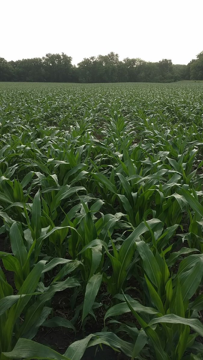 brandonlitch's tweet photo. Since it's the popular thing to do on Twitter right now I'll post a pic of corn that was planted in conditions that were too wet and too cold. #starterfert @PioneerSeeds 1138AM looking good! https://t.co/VtCUhYFDAv