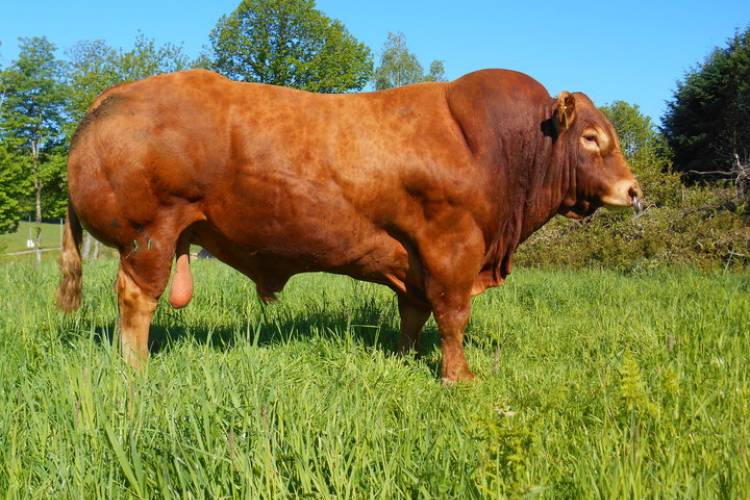 sellmylivestock's tweet image. 💥Lay your eyes on this boy 💥

Straws AVAILABLE @ScawfellGenetic from the Limousin Bull 'Fuschia'. A stock bull at the Whinfellpark Herd.

 A real all rounder, he has been selected for high fertility, easy calving and maternal traits ⭐

sellmylivestock.co.uk/view/product/D…