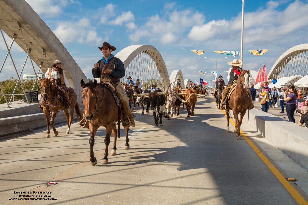 fortworthherd's tweet photo. If you’re ever in #FortWorth, the West 7th Street Bridge is a must see, as it is dubbed the “arc of innovation.”

On November 16, 2013, the #Herd had the opportunity to participate in a cattle drive that took our steers to new heights! 🌉#HerdTop20 #VisitFW

PC📸: @LolaHardisty https://t.co/6aiFJeN9ml