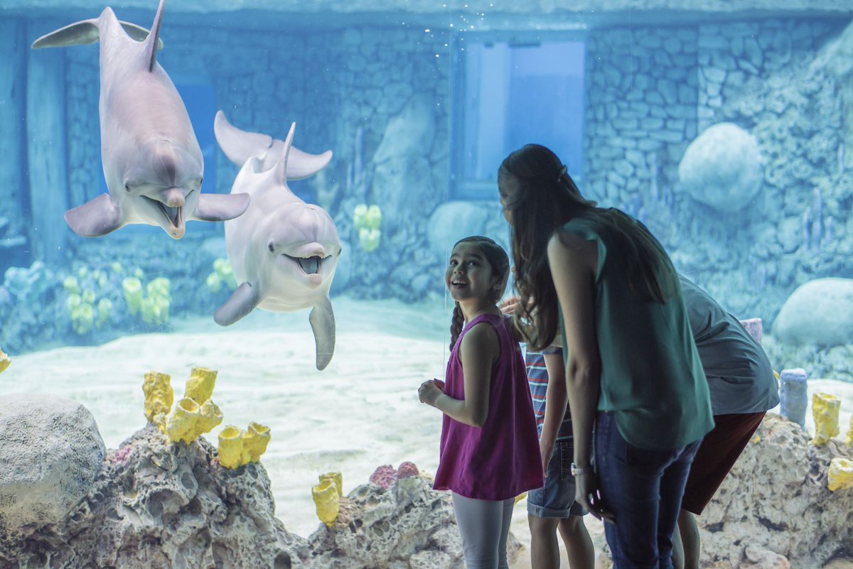 San Antonio Tourism (@tourinsa) on Twitter photo Next, meet Ray from <a href="/SeaWorldTexas/">seaworldtexas</a>! Make sure you talk to Ray to learn about all the happenings at SeaWorld & Aquatica San Antonio! #IPW19 Next, meet Ray from <a href="/SeaWorldTexas/">seaworldtexas</a>! Make sure you talk to Ray to learn about all the happenings at SeaWorld & Aquatica San Antonio! #IPW19