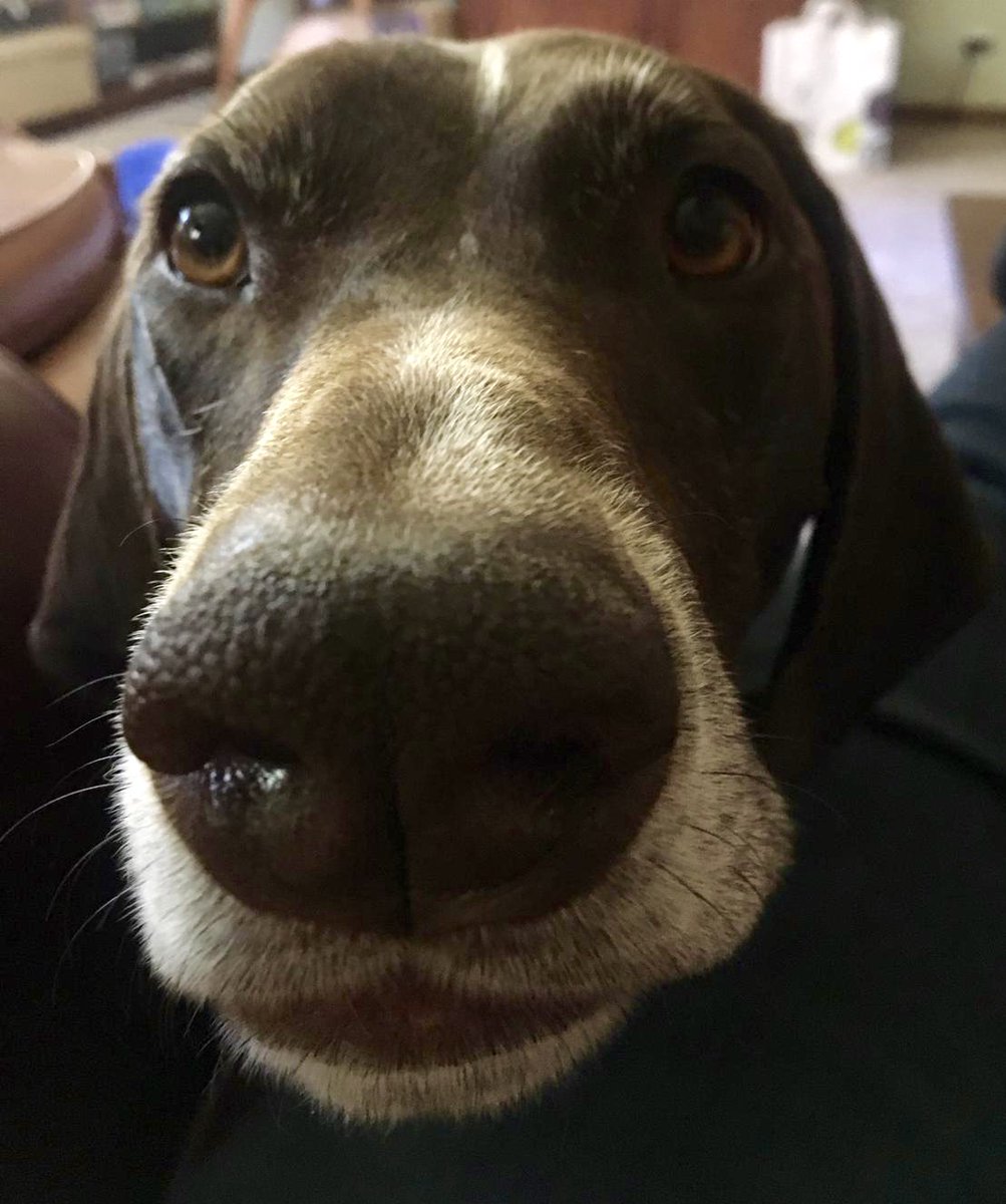 InVeritas_Jones's tweet photo. It’s Friday, it’s the start of summer, it’s time for a #dogsofOC thread. (Cleo says yes please) https://t.co/MfrsySQGq5