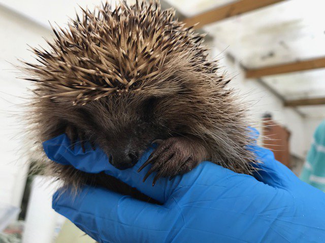Poppyshedgehogs's tweet photo. @Squeaky260 @FundacjaPrimum @HedgehogCabin @david_j_fleming @NorfolkBea @FunnybunnyQ @beechcroftfarmh @suereidauthor @HedgehogTorfaen @DoveSyntyche @Littlepoems1 @littlesilverhog @RamblingRatz @EmmDonald Awwww thank you 💗🦔🐾🐾 have a great weekend from us &amp; all our #hedgehogs https://t.co/SdL46vbNb4