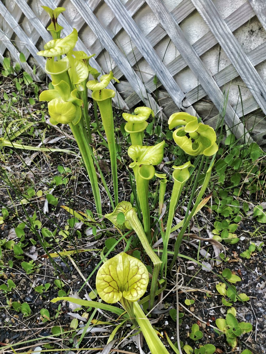 Our rain garden pitcher plants are looking beautiful! #florida #garden #nature