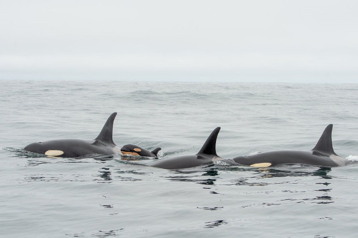 Quad_Finn's tweet photo. BREAKING: A brand new endangered Southern Resident Orca calf has been sighted with J Pod! The mother appears to be Eclipse (J41). #Blackfish https://t.co/fAazroqVw3 https://t.co/adVtzk89xp