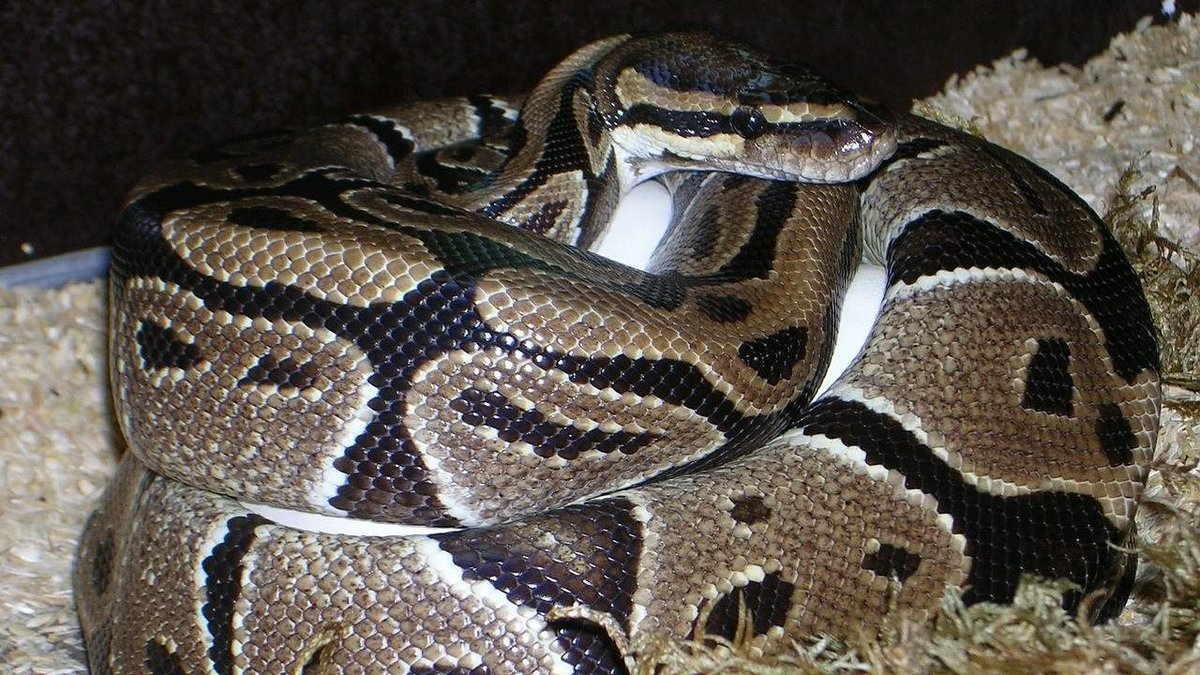 WPXI's tweet photo. #snakesearch continues in Morgantown after a MASSIVE python escaped from a truck NOW on Channel 11 News at 5 https://t.co/kplWuBo2ta https://t.co/fVRErTaAMB
